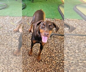 Mother of the Doberman Pinscher puppies born on 04/25/2026