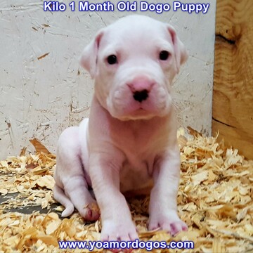 Medium Photo #218 Dogo Argentino Puppy For Sale in JANE, MO, USA