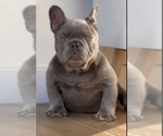 Small Photo #6 French Bulldog Puppy For Sale in DAYTON, OH, USA