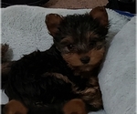 Small Photo #22 Yorkshire Terrier Puppy For Sale in ODESSA, TX, USA