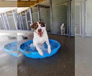 Pointer-Unknown Mix Dogs for adoption in Minneapolis, MN, USA