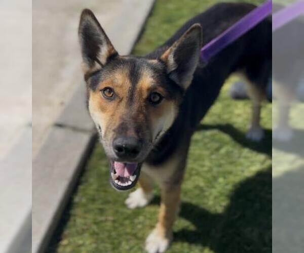 Medium Photo #2 German Shepherd Dog Puppy For Sale in Bakersfield, CA, USA