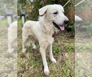 James - Male Great Pyrenees Dog for Adoption - Photo #2