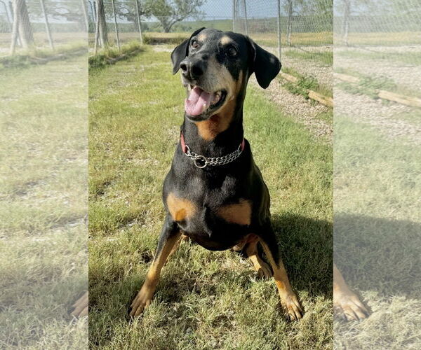Medium Photo #1 Doberman Pinscher Puppy For Sale in Devine, TX, USA
