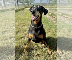 Doberman Pinscher Dogs for adoption in Devine, TX, USA