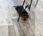 Small Photo #2 Shepweiller Puppy For Sale in PORT SAINT LUCIE, FL, USA