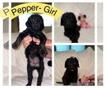 Puppy Pepper Goldendoodle