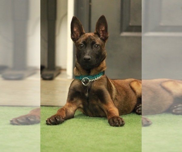Medium Photo #1 Belgian Malinois Puppy For Sale in POPLARVILLE, MS, USA