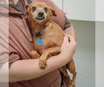 Small #2 Dachshund