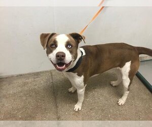 Akita Dogs for adoption in Lawrence, KS, USA