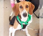 Small #2 Beagle Mix