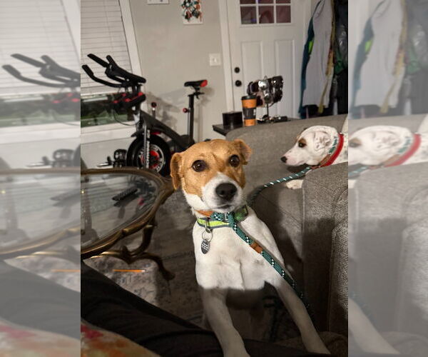 Medium Photo #2 Jack Russell Terrier-Unknown Mix Puppy For Sale in Salt Lake City, UT, USA