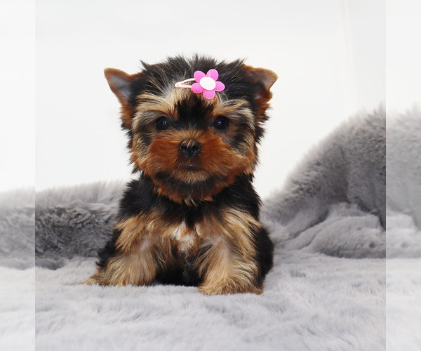 Medium Photo #3 Yorkshire Terrier Puppy For Sale in LOS ANGELES, CA, USA