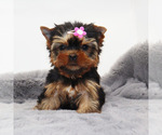 Small #2 Yorkshire Terrier