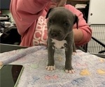 Small Photo #3 American Pit Bull Terrier Puppy For Sale in TACOMA, WA, USA
