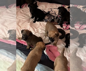 American Pit Bull Terrier-Golden Retriever Mix Puppy for sale in AKRON, OH, USA