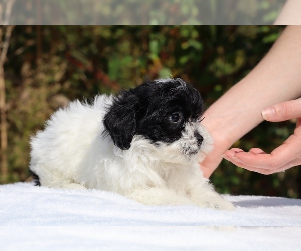Medium Photo #33 ShihPoo Puppy For Sale in DYERSBURG, TN, USA