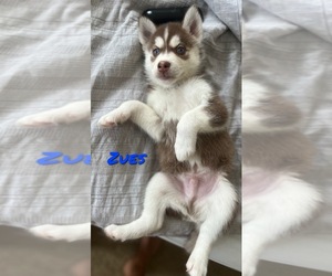 Siberian Husky Puppy for Sale in FLEMING ISLAND, Florida USA