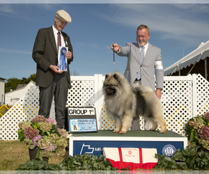 Father of the Keeshond puppies born on 05/14/2022