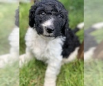 Small Photo #15 Aussiedoodle Puppy For Sale in YELM, WA, USA