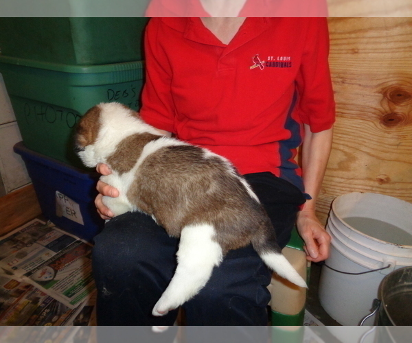 Medium Photo #3 Saint Bernard Puppy For Sale in IMPERIAL, MO, USA