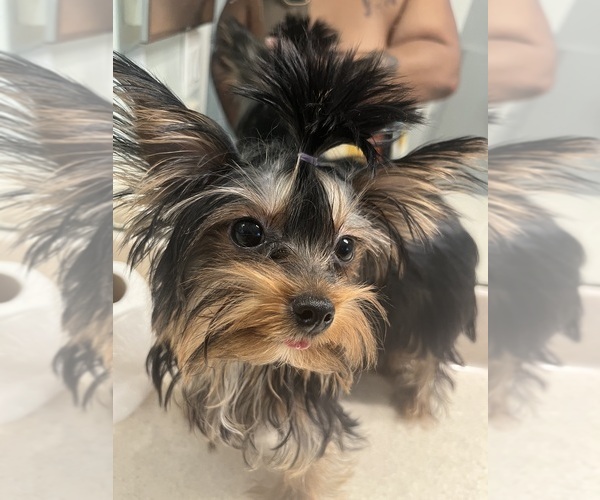 Medium Photo #4 Yorkshire Terrier Puppy For Sale in E FAYETTEVLLE, NC, USA