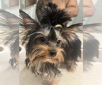 Small #3 Yorkshire Terrier
