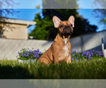 Small Photo #5 French Bulldog Puppy For Sale in WOOD DALE, IL, USA