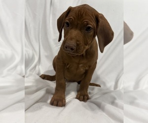 Medium Rhodesian Ridgeback