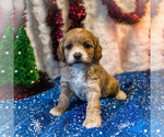 Small #1 Cockapoo