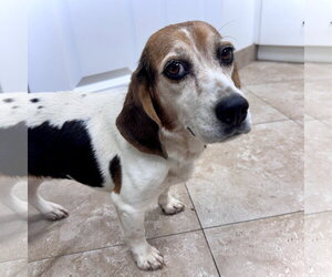 Beagle-Unknown Mix Dogs for adoption in Hilton Head, SC, USA