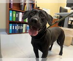 Small #2 Labrador Retriever Mix