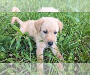 Medium Golden Shepherd