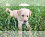 Puppy 3 Golden Shepherd