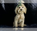 Small Photo #115 Maltipoo Puppy For Sale in WARSAW, IN, USA