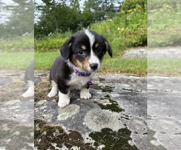 Medium Photo #24 Pembroke Welsh Corgi Puppy For Sale in PERKINSVILLE, VT, USA