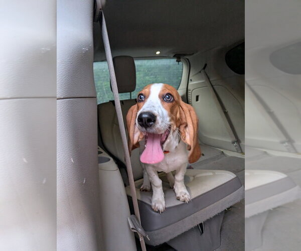 Medium Photo #2 Basset Hound Puppy For Sale in Vail, AZ, USA