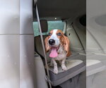 Small #1 Basset Hound