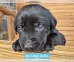Small Photo #23 Labrador Retriever Puppy For Sale in EDGEWOOD, TX, USA