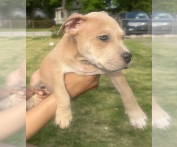 Medium Photo #46 American Bully Puppy For Sale in LAKE STATION, IN, USA