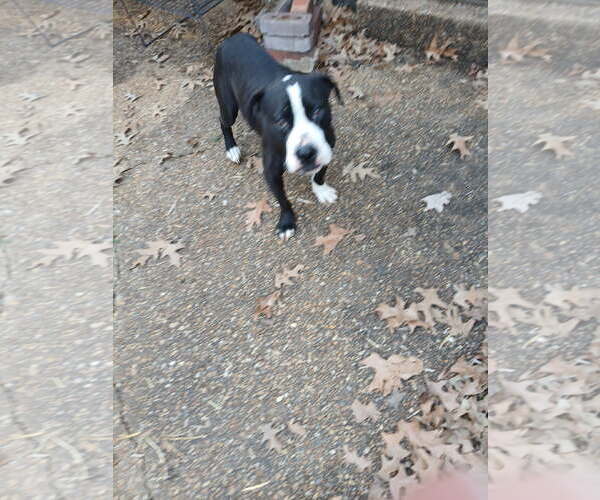 Medium Photo #4 Boxador Puppy For Sale in Horn Lake, MS, USA