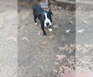ZCL-D- River - Female Boxador Dog for Adoption - Photo #2