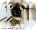 Small Photo #21 Akita Puppy For Sale in BUTLER, PA, USA