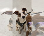 Small #1 Australian Shepherd Mix