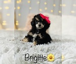 Small Photo #6 Poodle (Toy) Puppy For Sale in COOKEVILLE, TN, USA