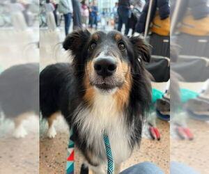 Mutt Dogs for adoption in Bellevue, WA, USA