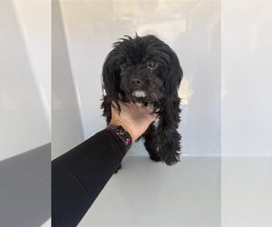 Havanese Dogs for adoption in Houston, TX, USA
