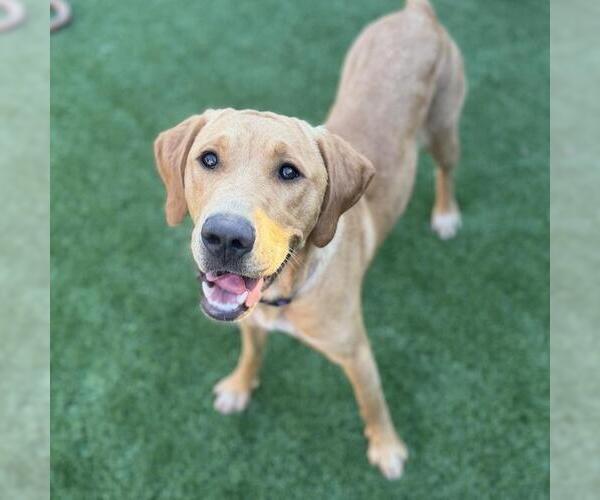 Medium Photo #2 Labrador Retriever-Unknown Mix Puppy For Sale in San Diego, CA, USA