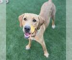 Small #1 Labrador Retriever Mix