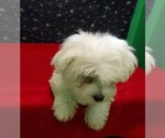 Small #2 Maltese